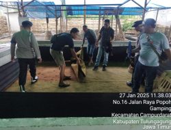 Polres Tulungagung gerebek Kalangan Judi Sabung Ayam Desa Gedangan